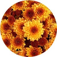 Chrysanthemum