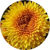 Chrysanthemum
