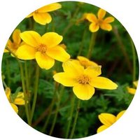 Chrysanthemum Maximowiczii - Dendranthema Maximowiczii