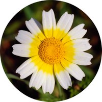 Chrysanthemum Coronarium