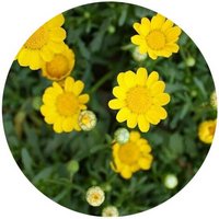 Chrysanthemum Multicaule