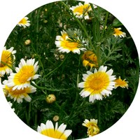 Chrysanthemum Multicaule