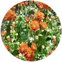 Chrysanthemum Morifolium