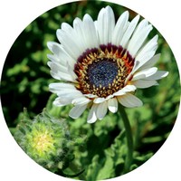 Painted Daisy - Chrysanthemum Carinatum