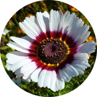 Painted Daisy - Tricolor Chrysanthemum