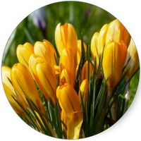 Crocus Flavus - Yellow Crocus