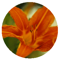 Daylily