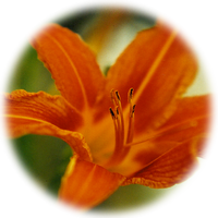 Daylily