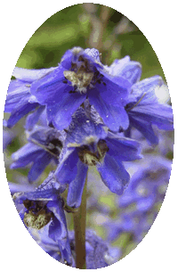 Delphinium Anthriscifolium