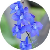 Delphinium Consolida - Larkspur