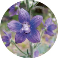 Delphinium Staphisagria - Larkspur