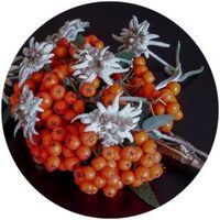 Edelweiss: Leontopodium Alpinum