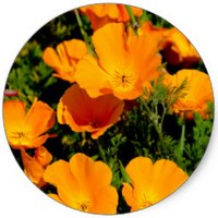 Amapola de California - Escholtzia Californica