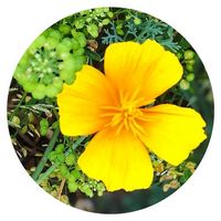 Amapola de California - Escholtzia Californica