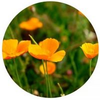 Escholtzia Californica - Amapola de California