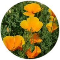 Amapola de California - Escholtzia Californica