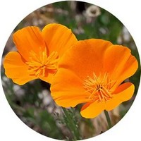 Amapola de California - Escholtzia Californica