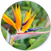 Strelitzia Reginae