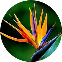 Strelitzia Reginae
