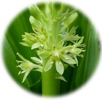 Eucomis - Pineapple Lily
