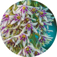 Eucomis - Liro Crestado