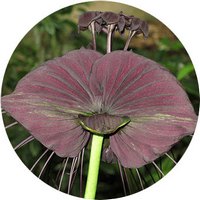 Tacca Chantrieri