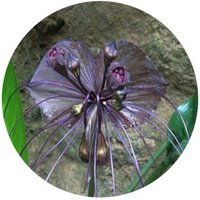 Tacca Chantrieri