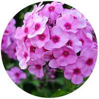 Phlox