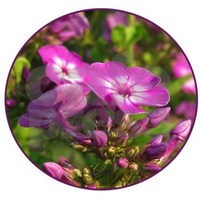 Phlox