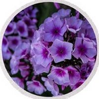 Phlox - Flox