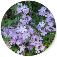 Phlox Divaricata