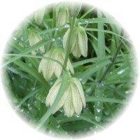 Fritillaria Meleagris