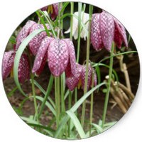 Fritillaria Meleagris