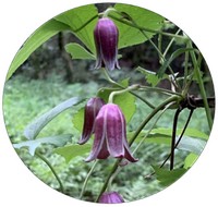 Fritillaria Meleagris