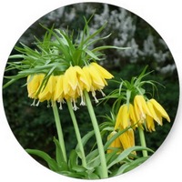 Fritillaria Imperialis
