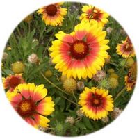 Gaillardia