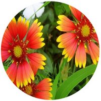 Gaillardia Pulchella