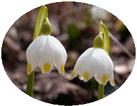 Leucojum Vernum - Snowdrop