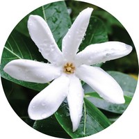 Gardenia - Flor