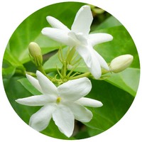 Gardenia - Flor