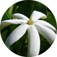 Gardenia Tahitensis