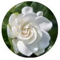 Gardenia - Flor