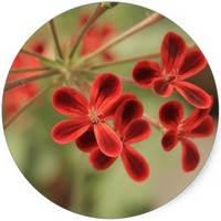 Gardenia Jasminoides