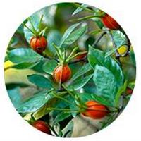 Gardenia Jasminoides