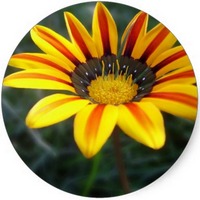 Gazania