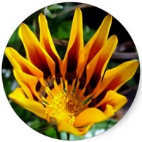 Gazania