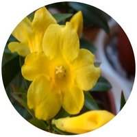 Gelsemium Sempervirens