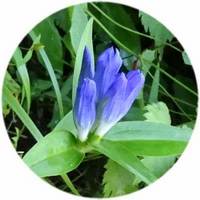 Gentiana