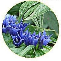 Gentiana - Gentian