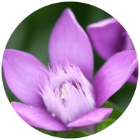 Gentiana - Gentian